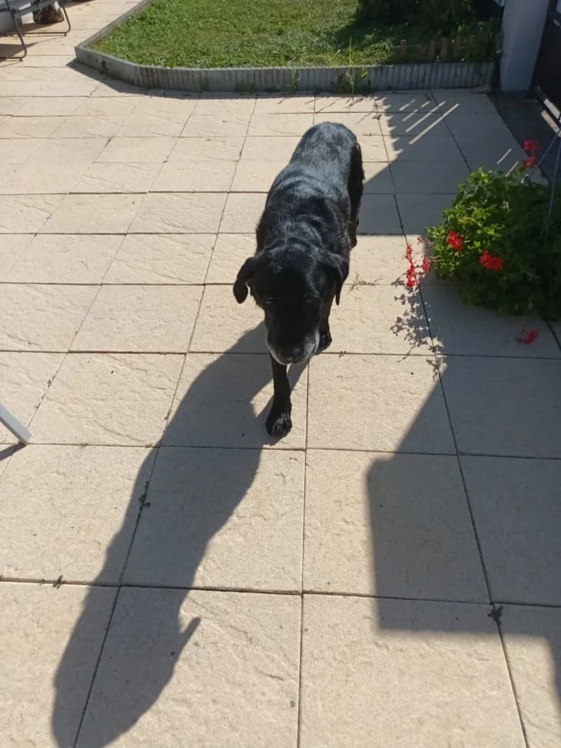 REMUS, male senior Mixed Breed for adoption at twitter:image