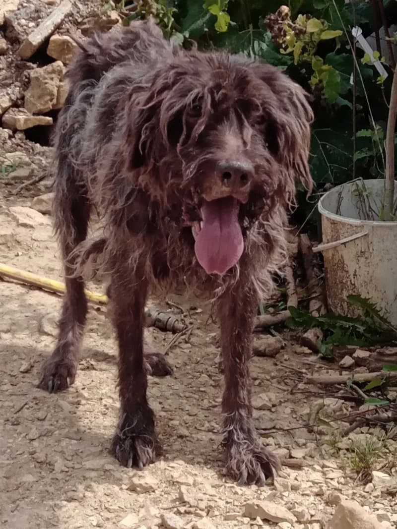 FAVORI, senior Mixed Breed for adoption at twitter:image