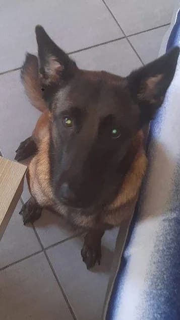 SKYLA, female mixed breed for adoption at twitter:image