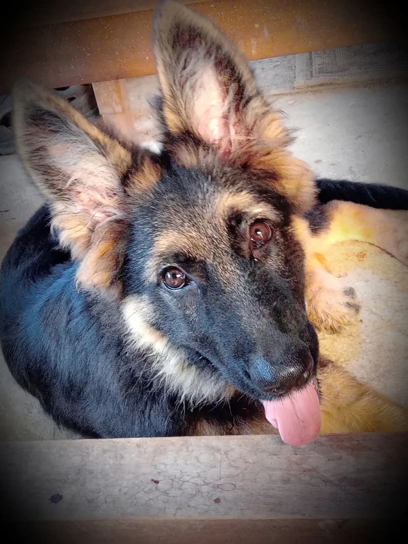 VENUS, female German Shepherd for adoption at twitter:image