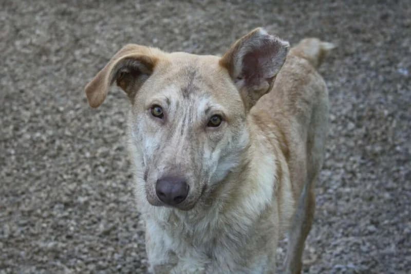 IANIS, senior mixed breed for adoption at twitter:image