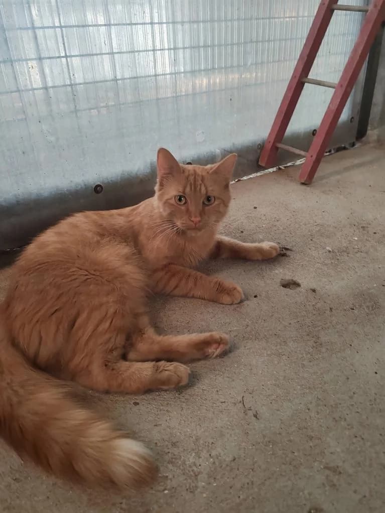 CARAMBAR, male 3yo Mixed Breed for adoption at Refuge AFDA, La Flèche