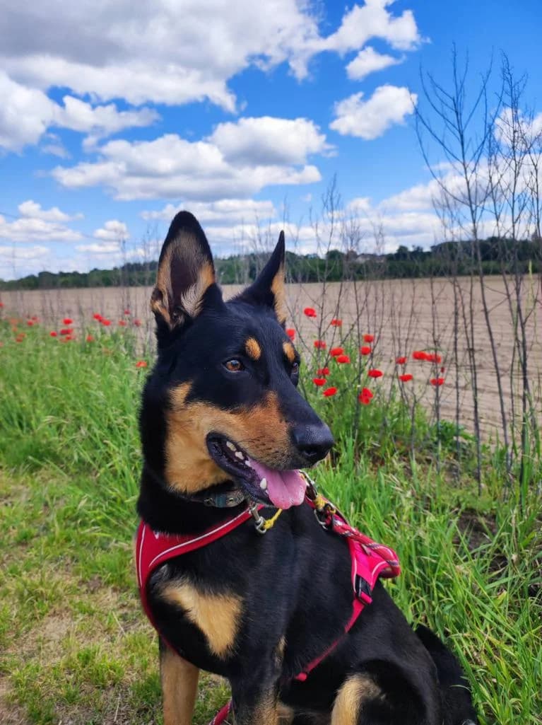 LOULOU, male young Mixed Breed for adoption at Refuge AFDA, La Flèche