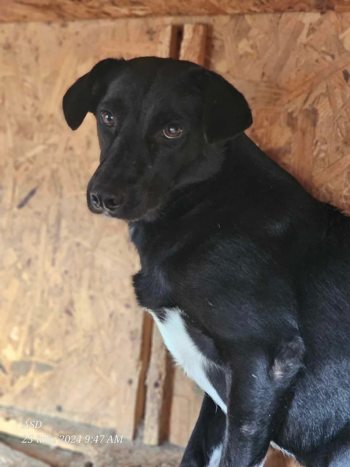 Blacky, 5yo Mixed Breed for adoption at Refuge Alina & Anda