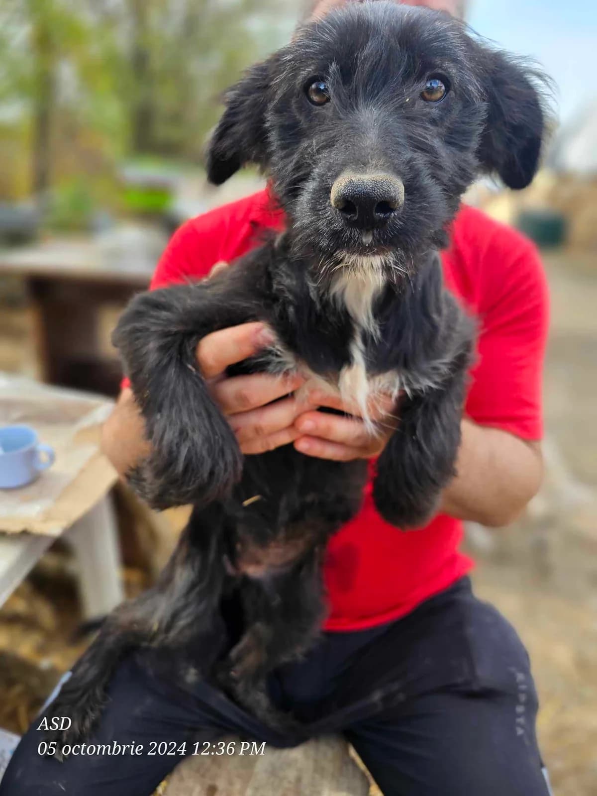 Eria, young Mixed Breed for adoption at Refuge Alina & Anda