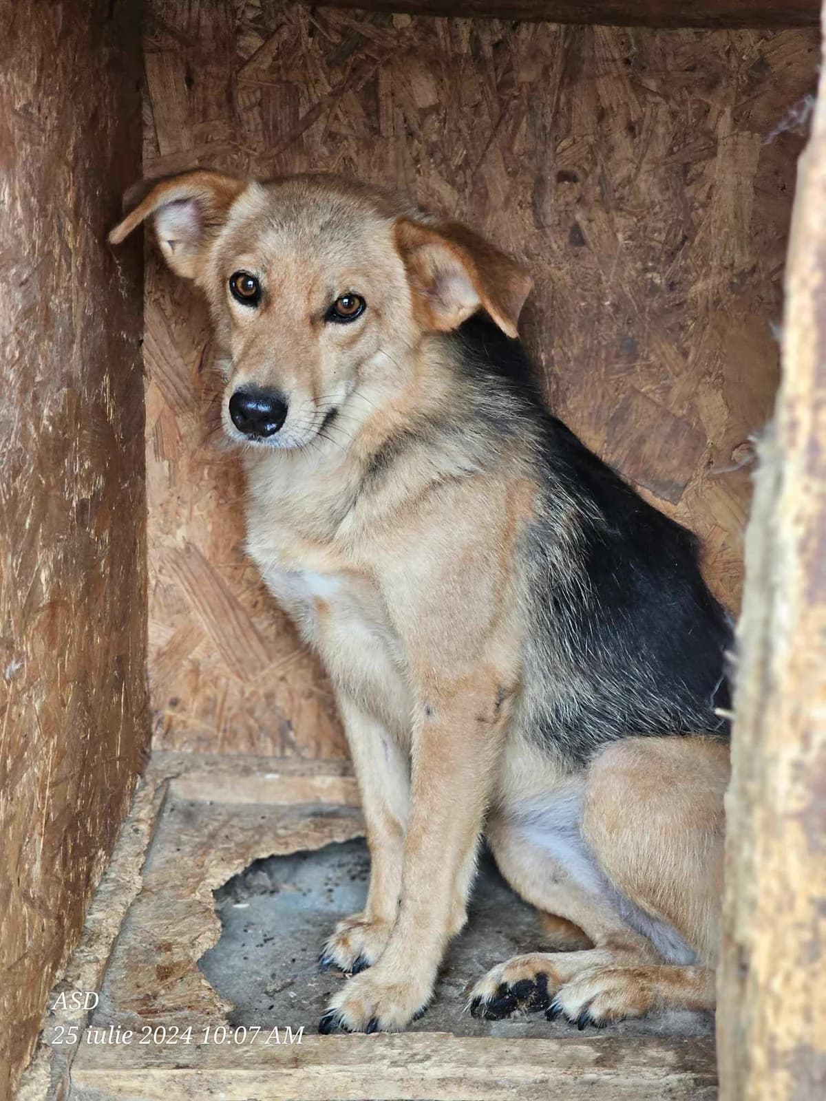 Isis, 5yo Mixed Breed for adoption at Refuge Alina & Anda