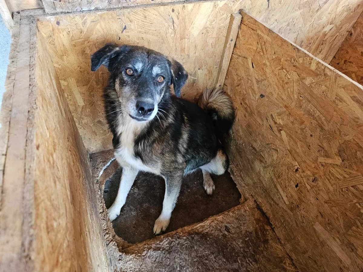 Nascar, senior Mixed Breed for adoption at Refuge Alina & Anda