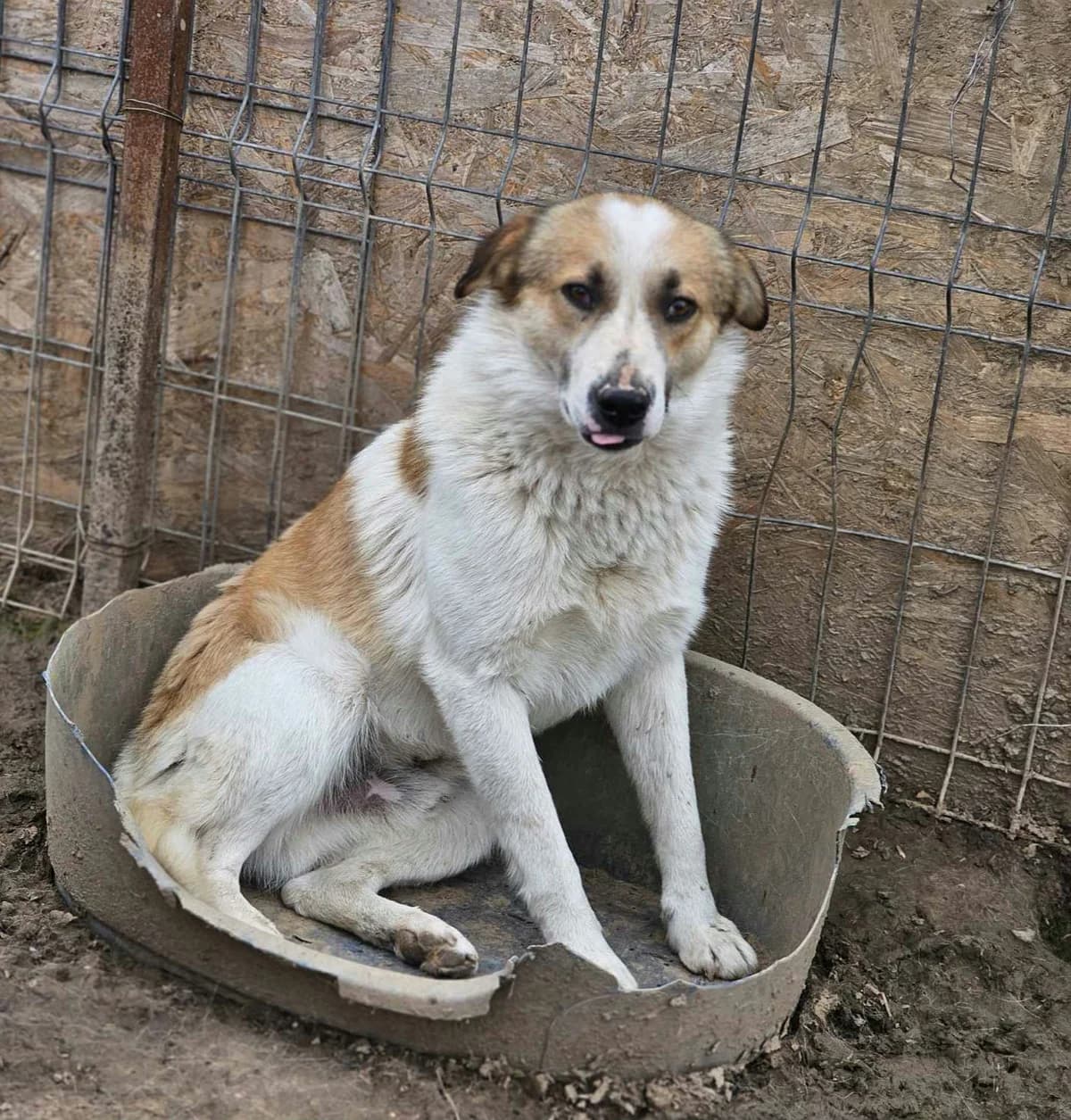 Pesto, 4yo Mixed Breed for adoption at Refuge Alina & Anda