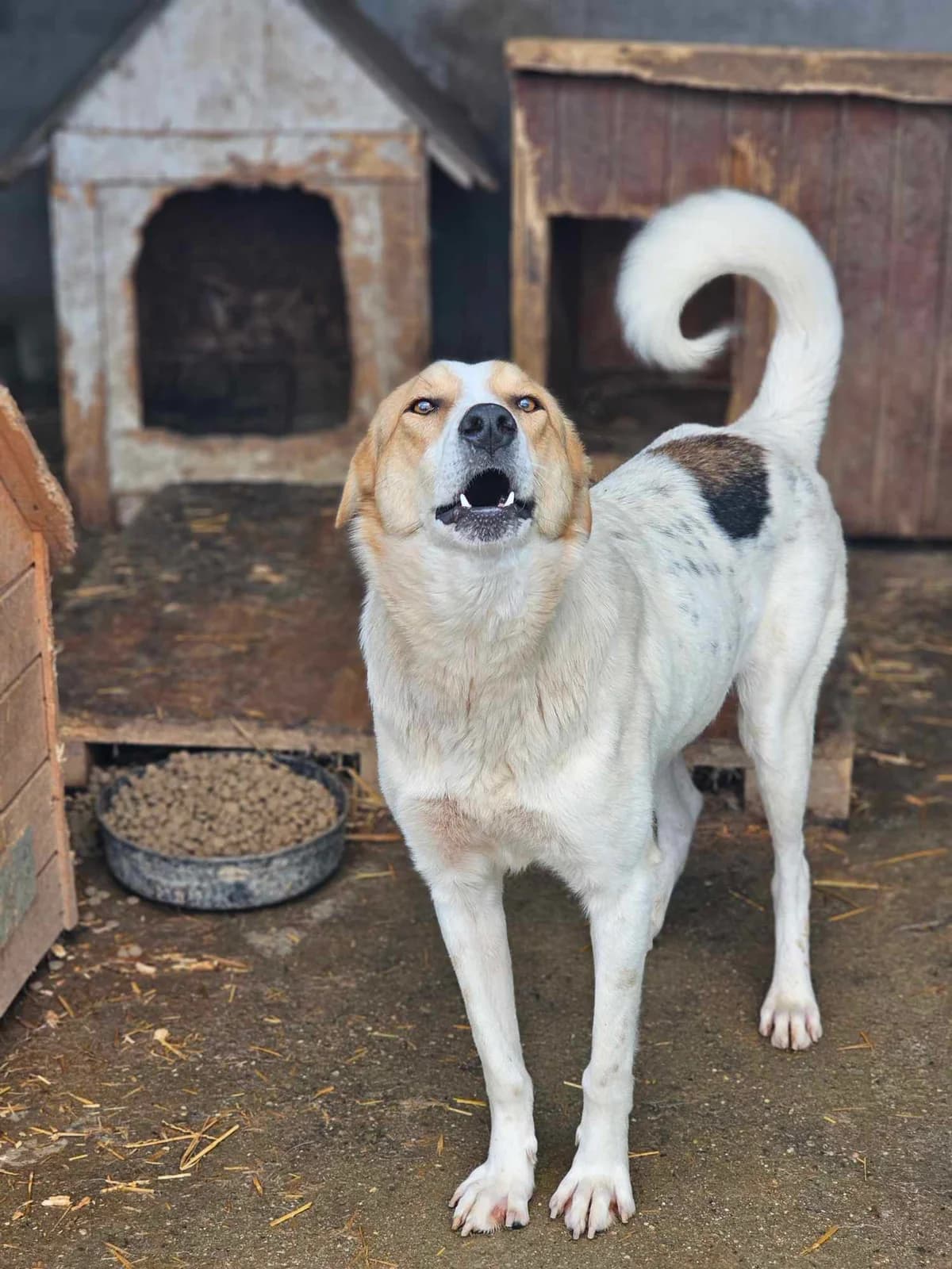 Poumy, 4yo Mixed Breed for adoption at Refuge Alina & Anda