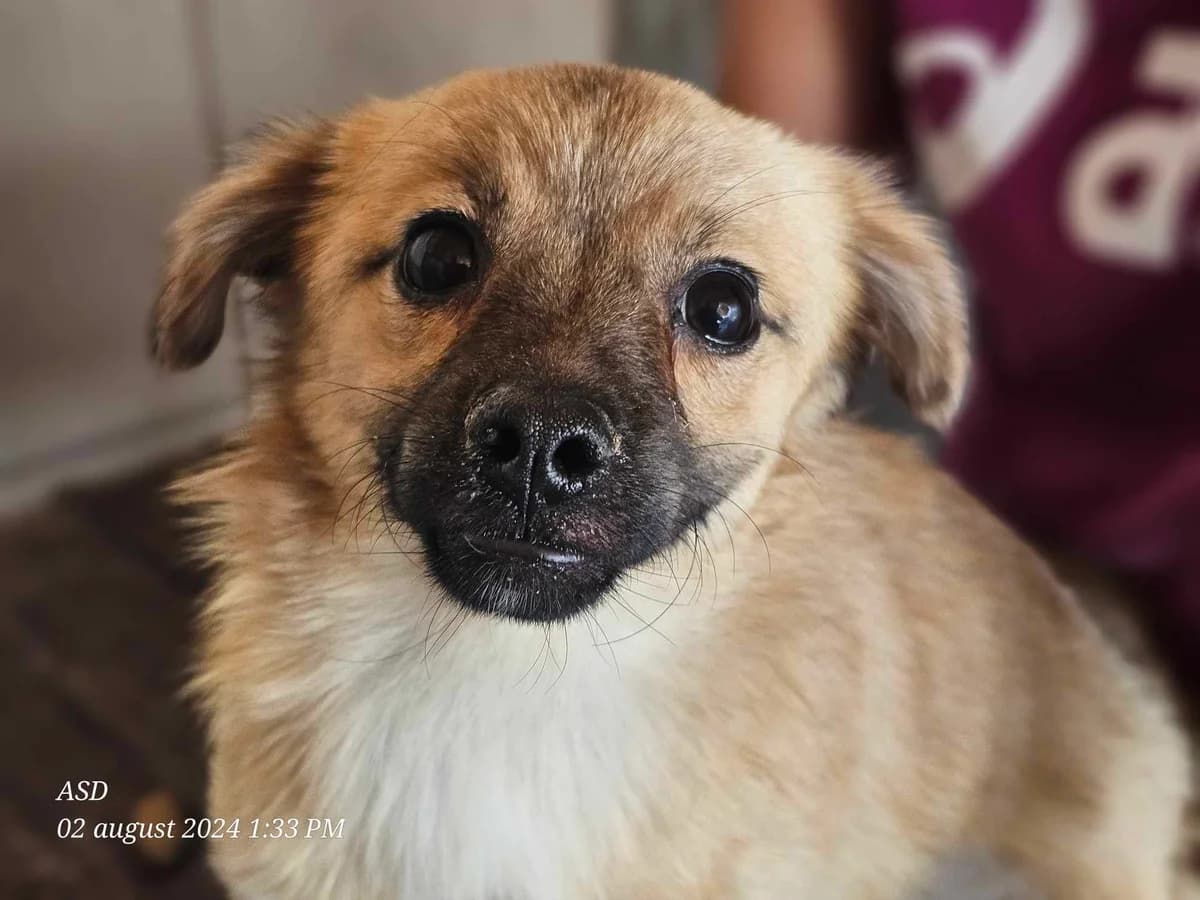 Vinnie, young Mixed Breed for adoption at Refuge Alina & Anda
