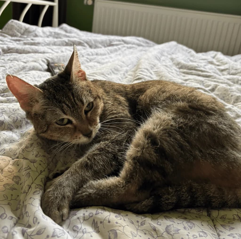 Ananas, female 5yo Mixed Breed for adoption at Refuge d
