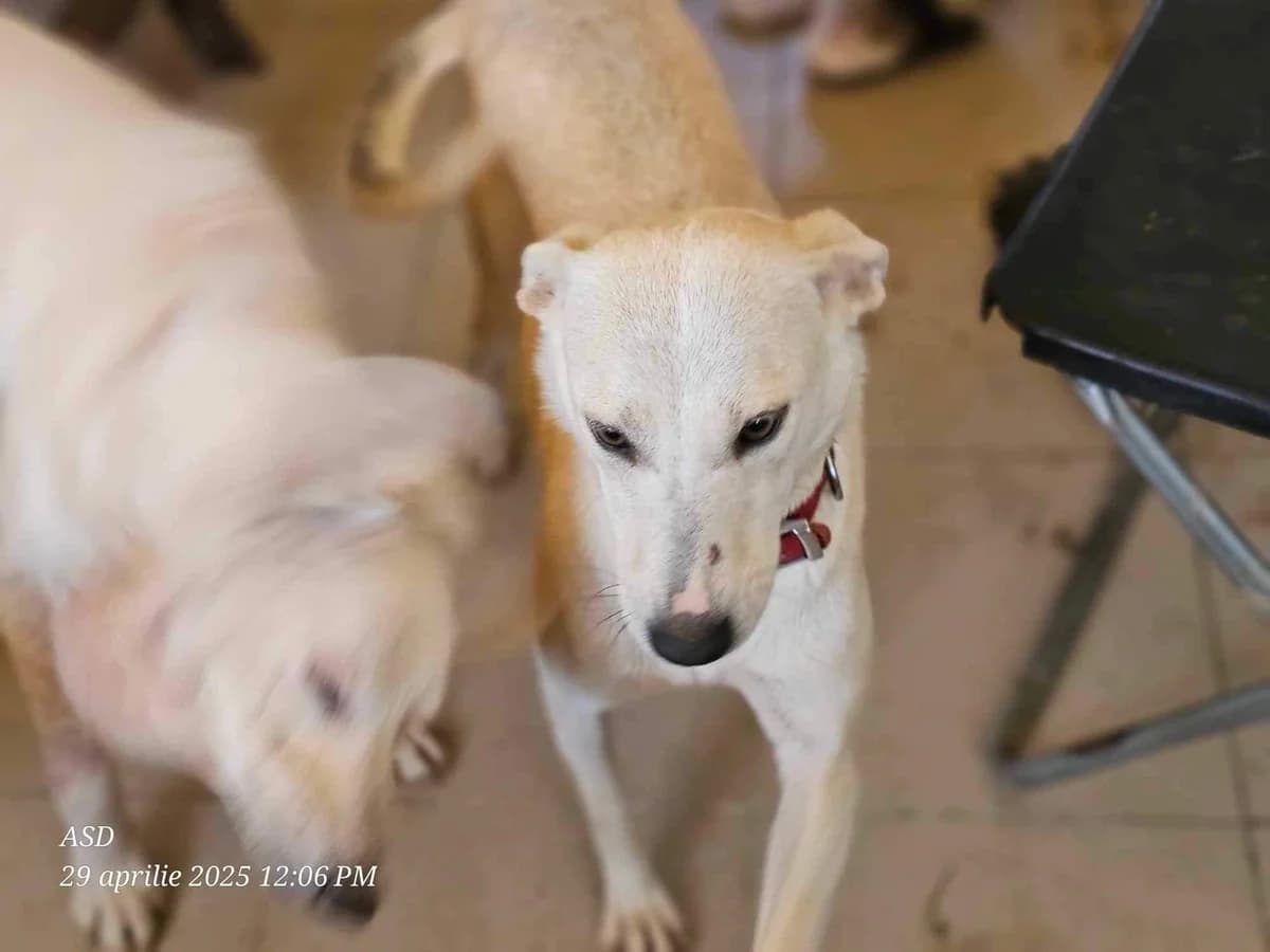 Bianca, female young Mixed Breed for adoption at Refuge d