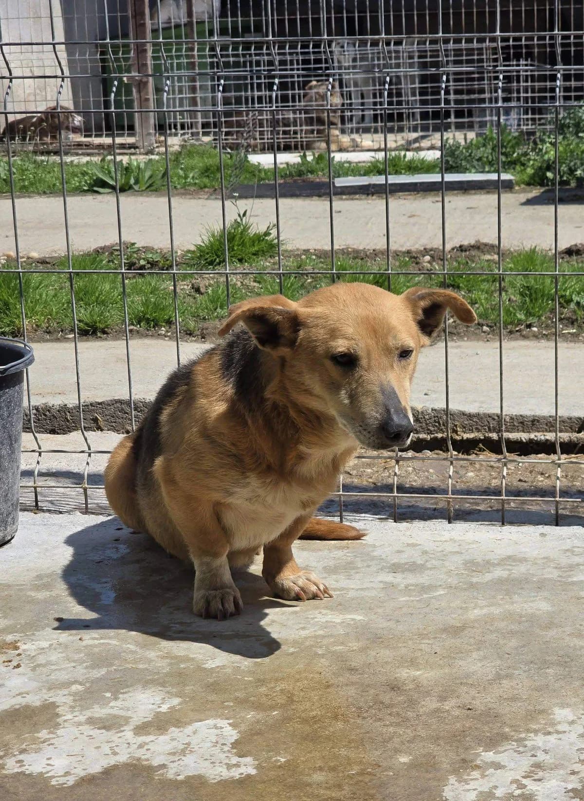 Capri, female 5yo Mixed Breed for adoption at Refuge d