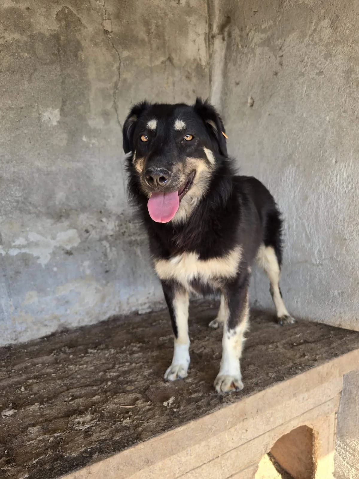 Eclipse, female 3yo Mixed Breed for adoption at Refuge d