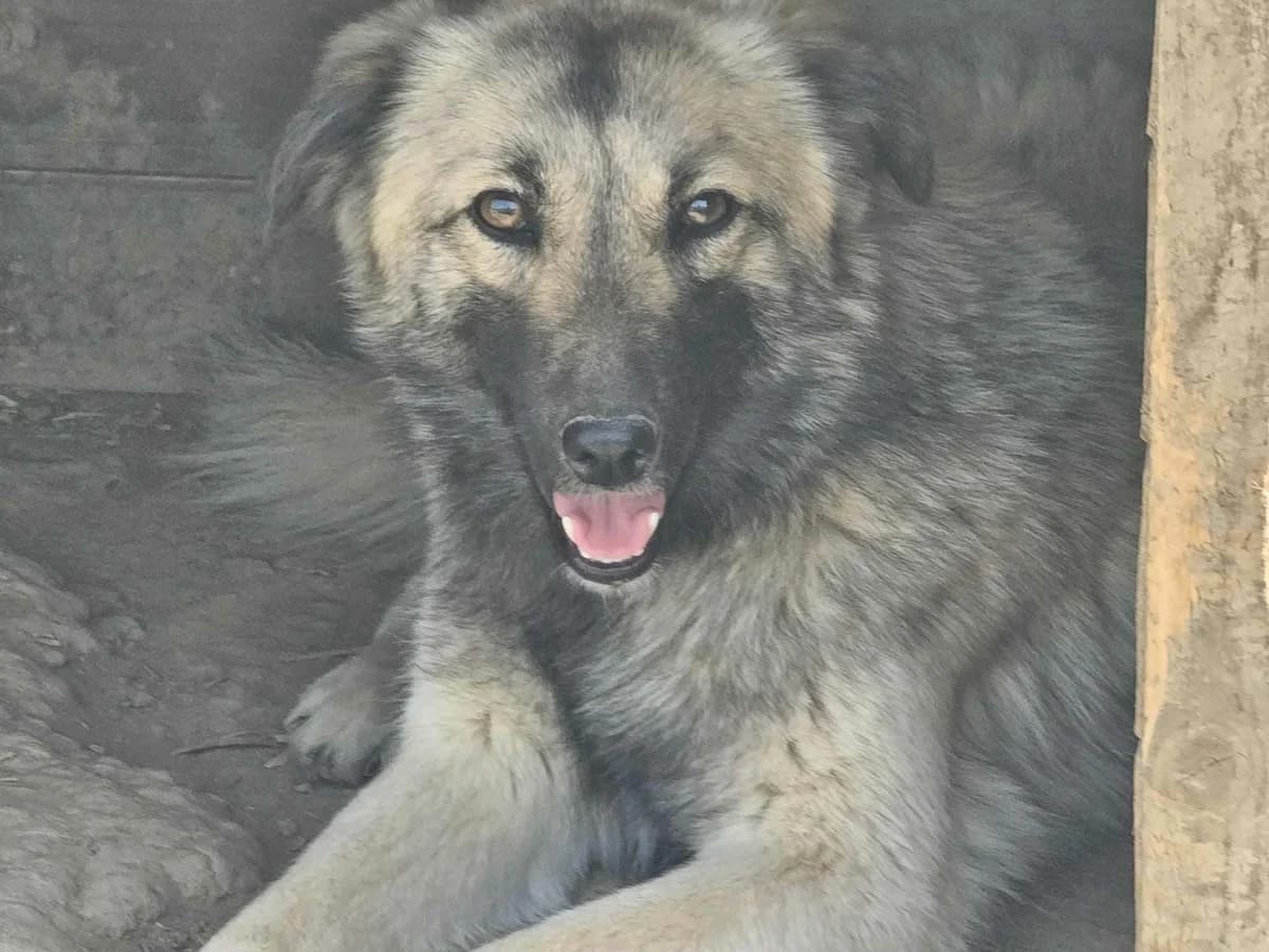 Estrella, female 3yo Mixed Breed for adoption at Refuge d