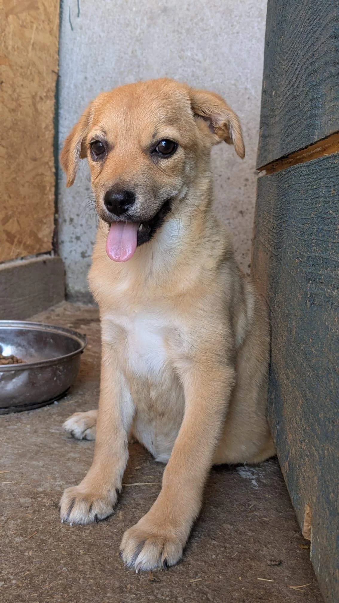 Griotte, female puppy Mixed Breed for adoption at Refuge d