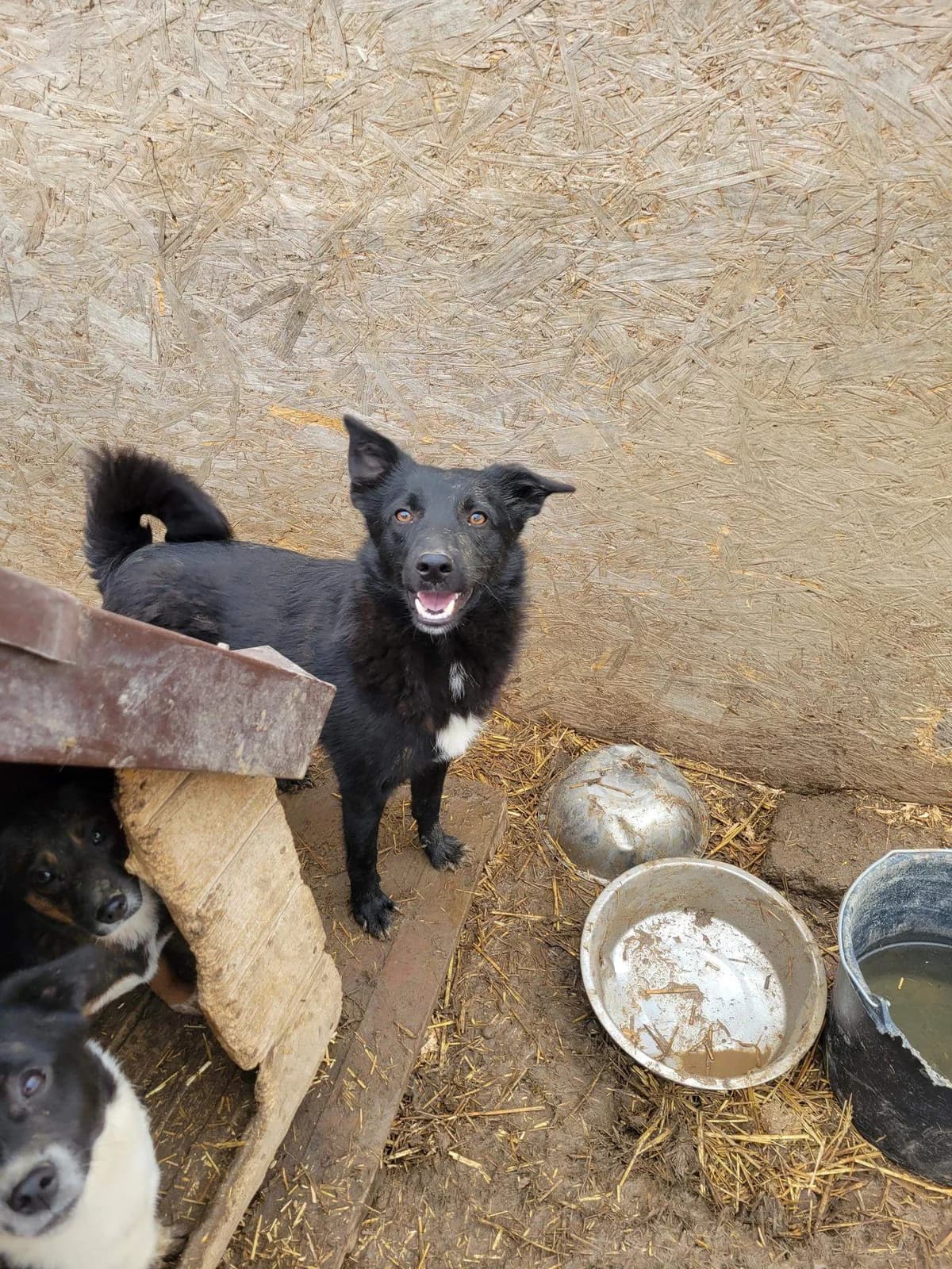 Laiko, male young Mixed Breed for adoption at Refuge d