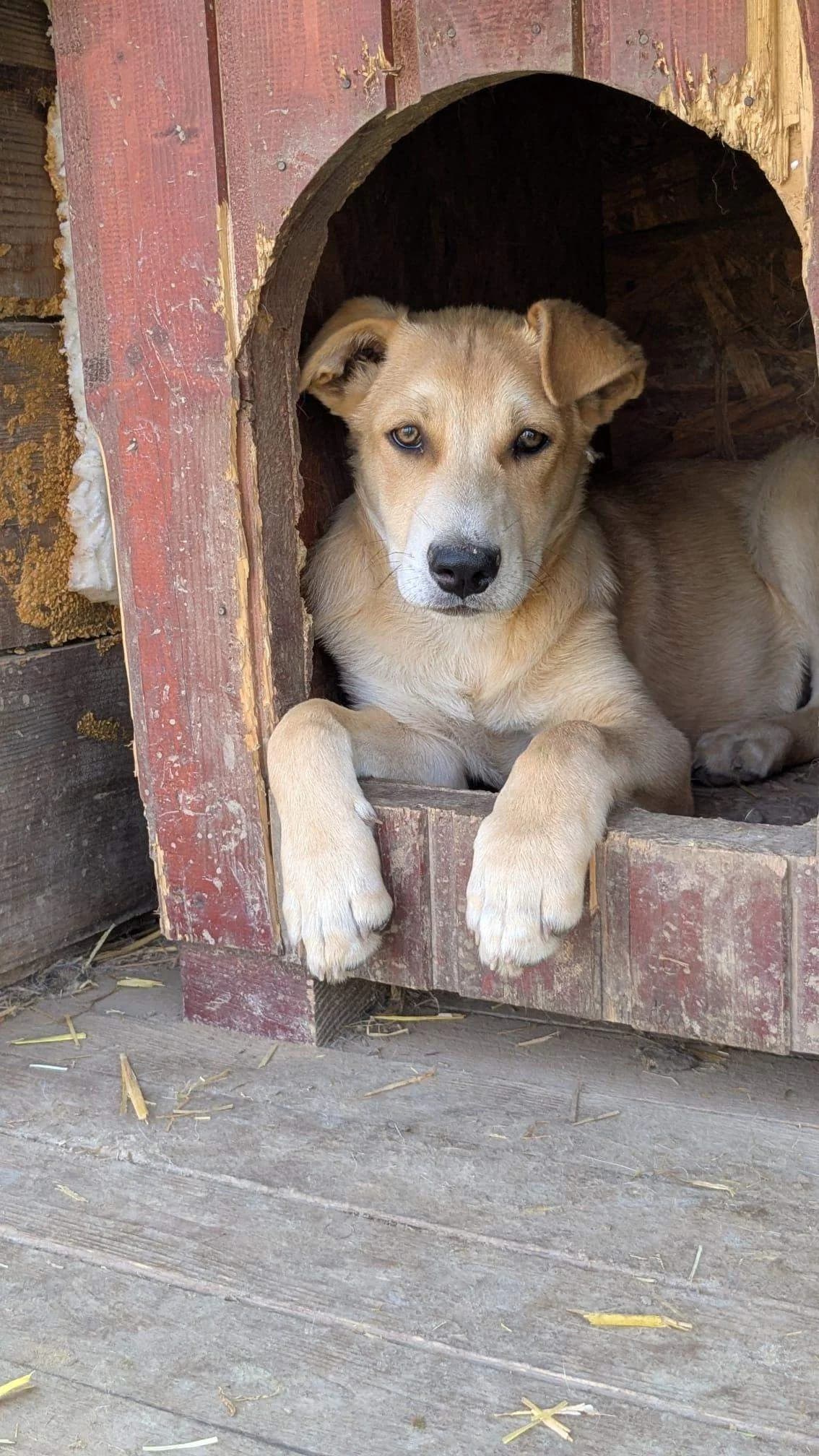 Lemon, male puppy Mixed Breed for adoption at Refuge d