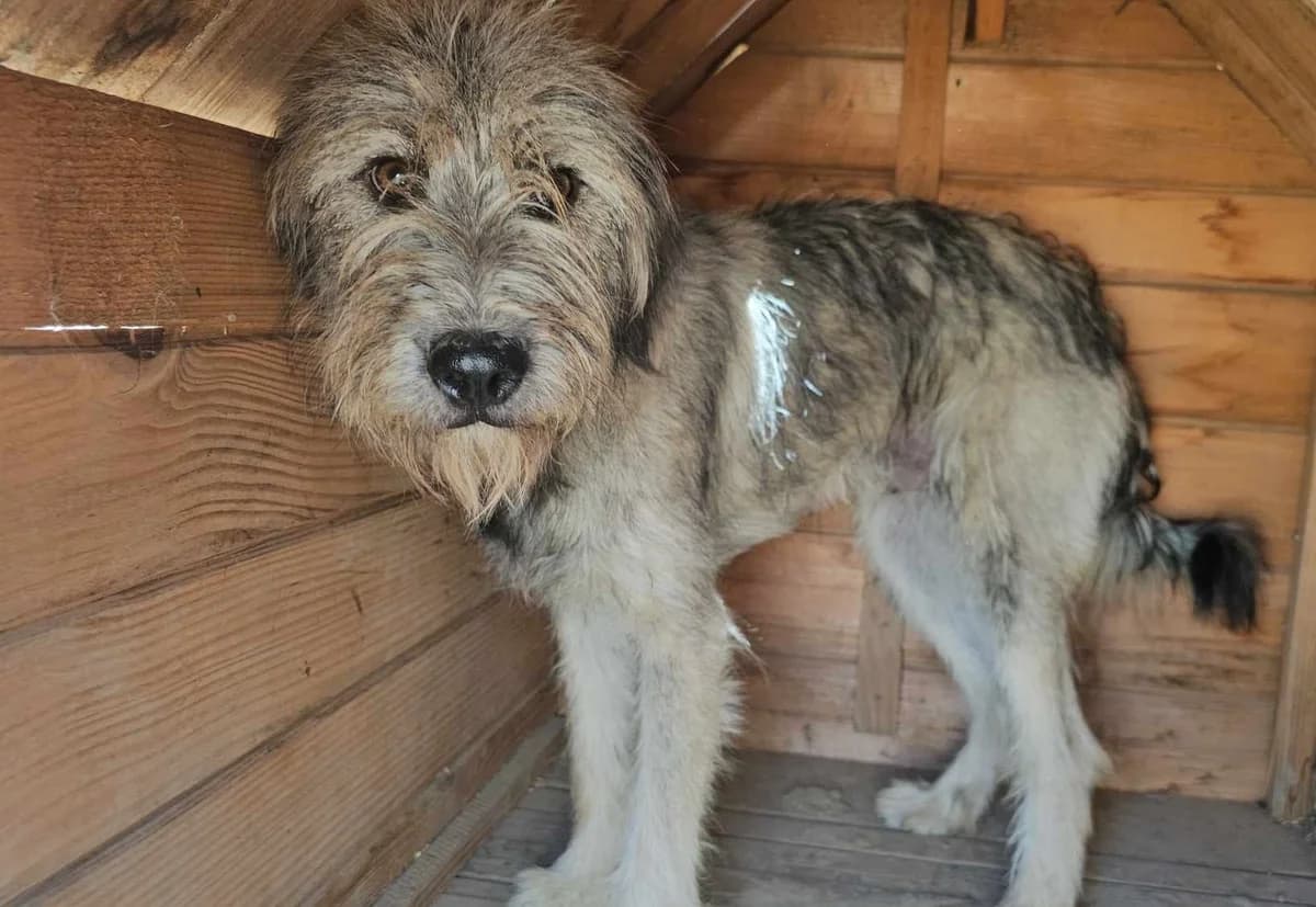 Litchi, male young Mixed Breed for adoption at Refuge d