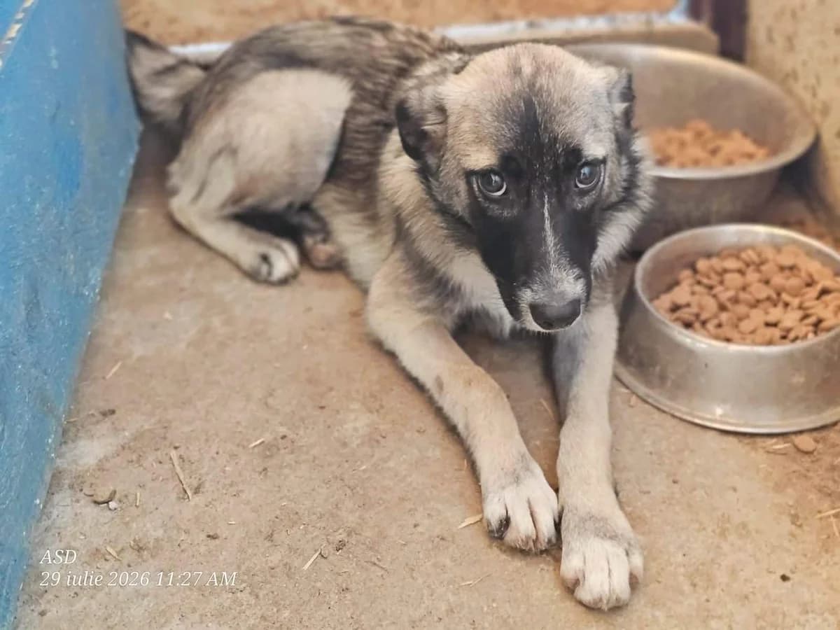 Luvka, female puppy Mixed Breed for adoption at Refuge d