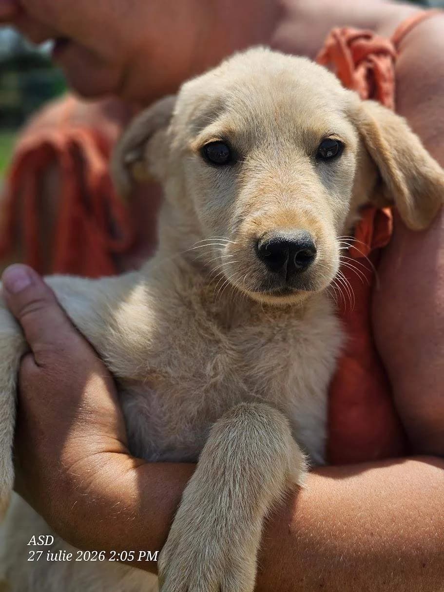 Lyora, female puppy Mixed Breed for adoption at Refuge d