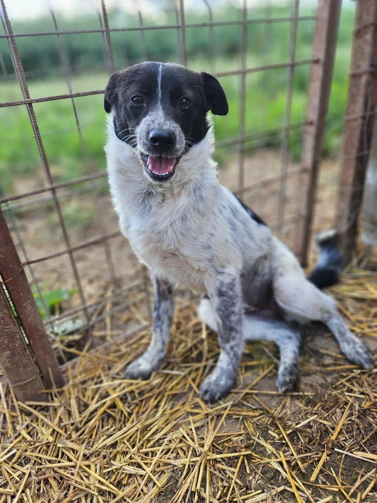 Maïka, female young Mixed Breed for adoption at Refuge d