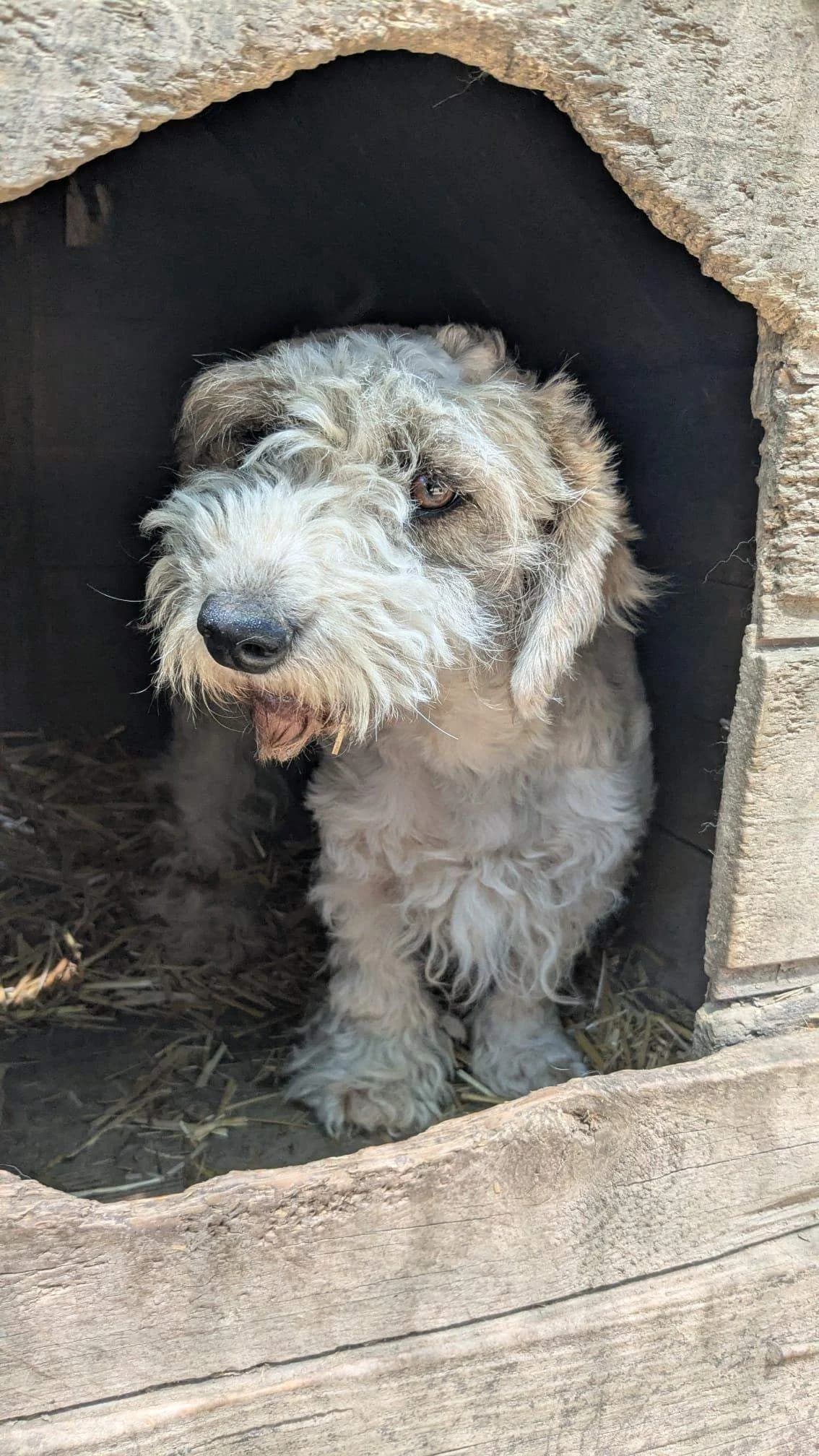 Mochie, female young Mixed Breed for adoption at Refuge d