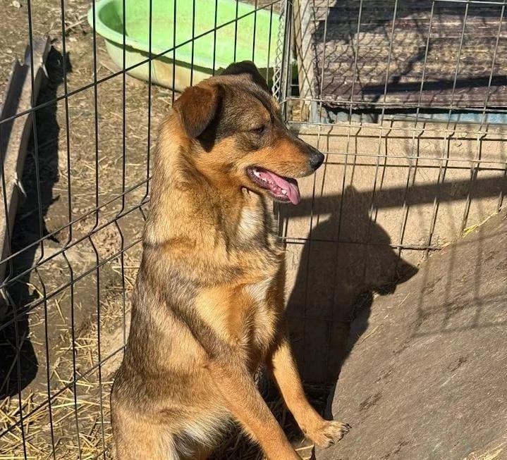 Nylae (FA 🇫🇷), female young Mixed Breed for adoption at Refuge d