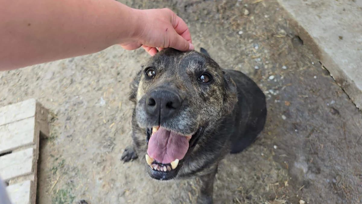 Ophélia, female 5yo Mixed Breed for adoption at Refuge d