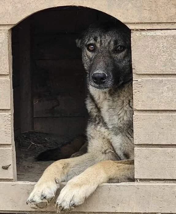 Patsy, female 3yo Mixed Breed for adoption at Refuge d