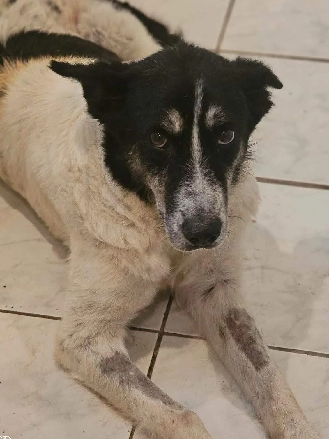 Penny, female 7yo Mixed Breed for adoption at Refuge d