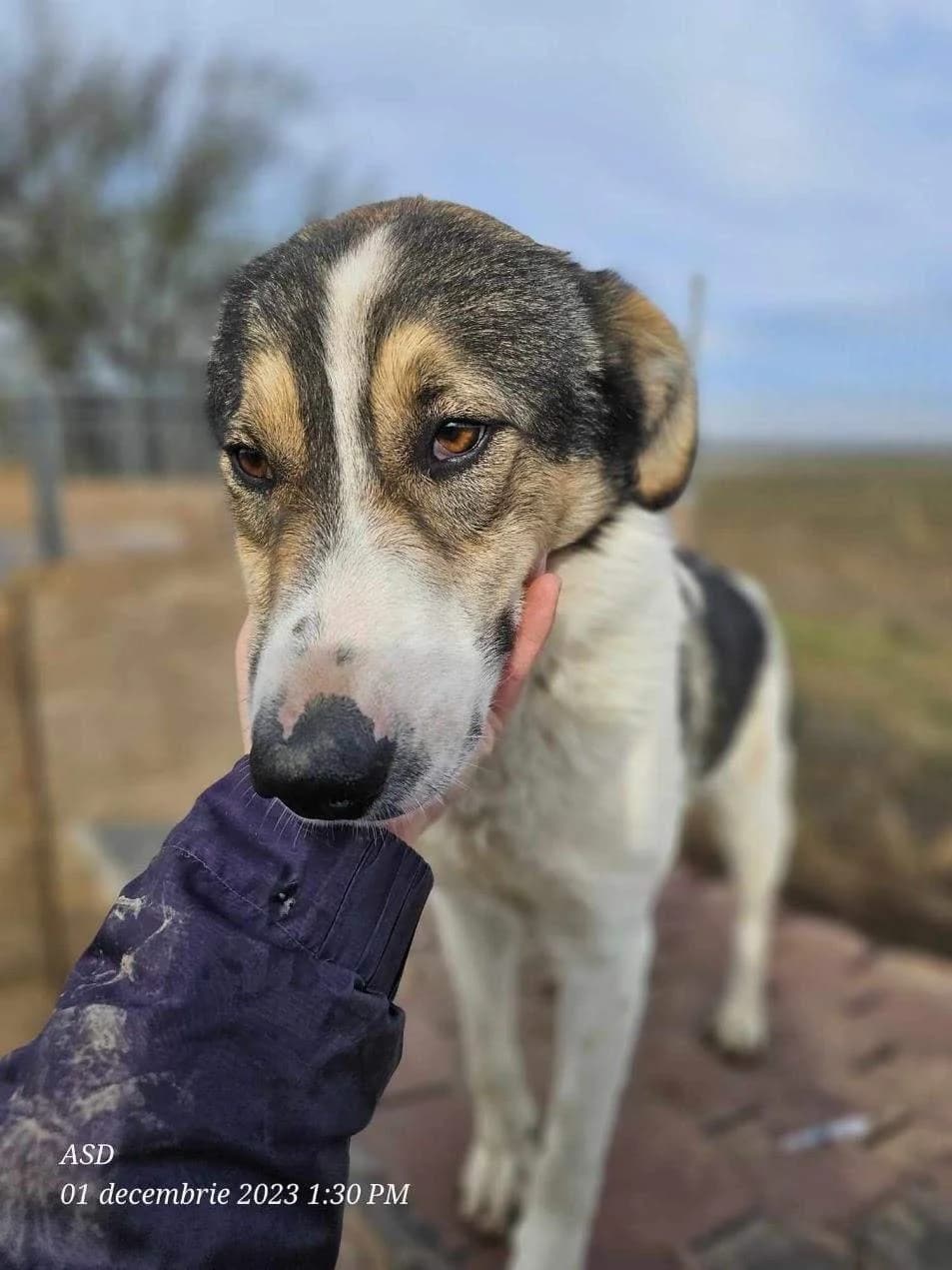 Pimpei, male 4yo Mixed Breed for adoption at Refuge d