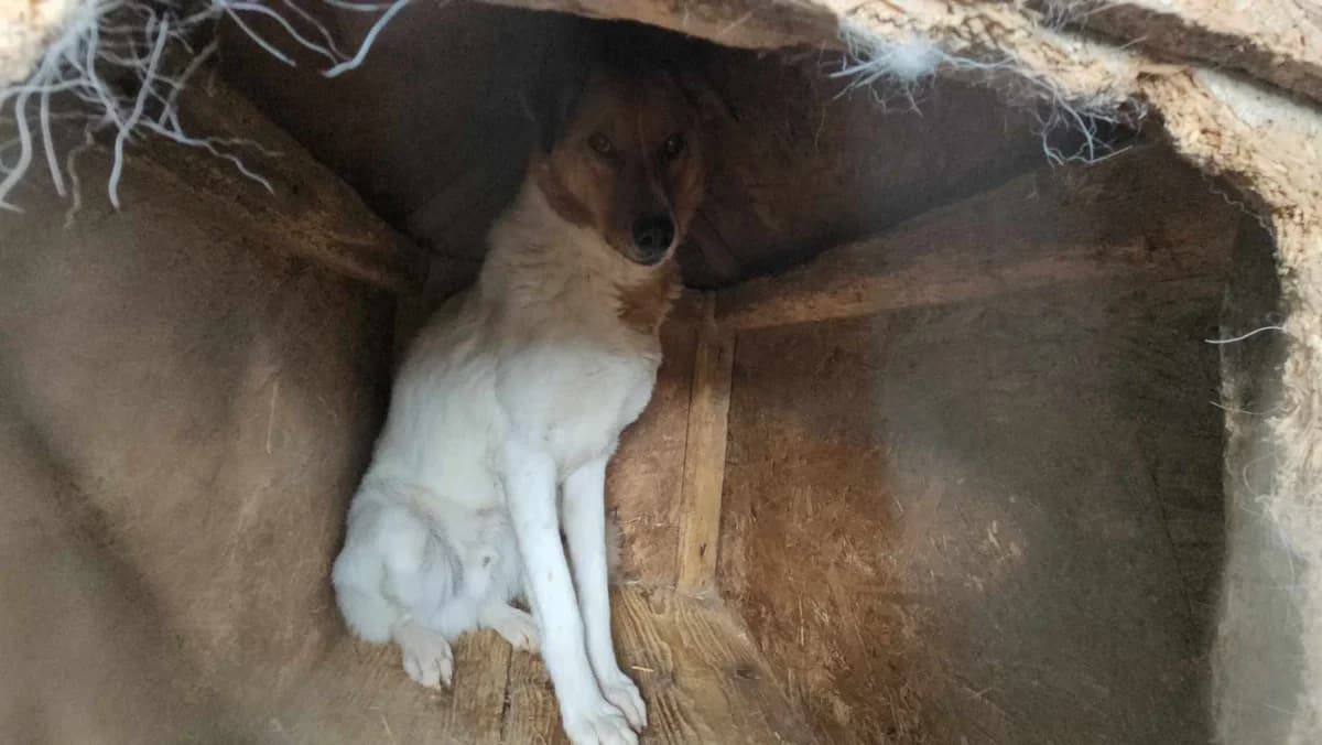 Pumpkin, male 4yo Mixed Breed for adoption at Refuge d