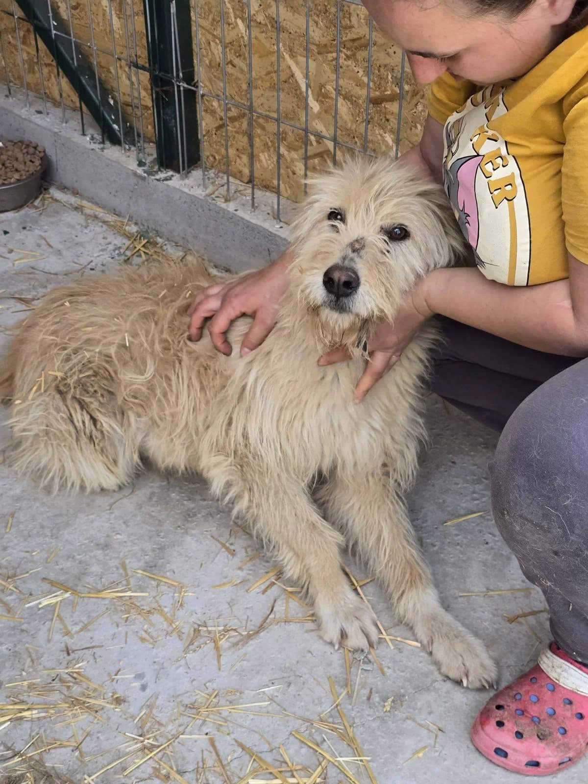 Scott, male 7yo Mixed Breed for adoption at Refuge d
