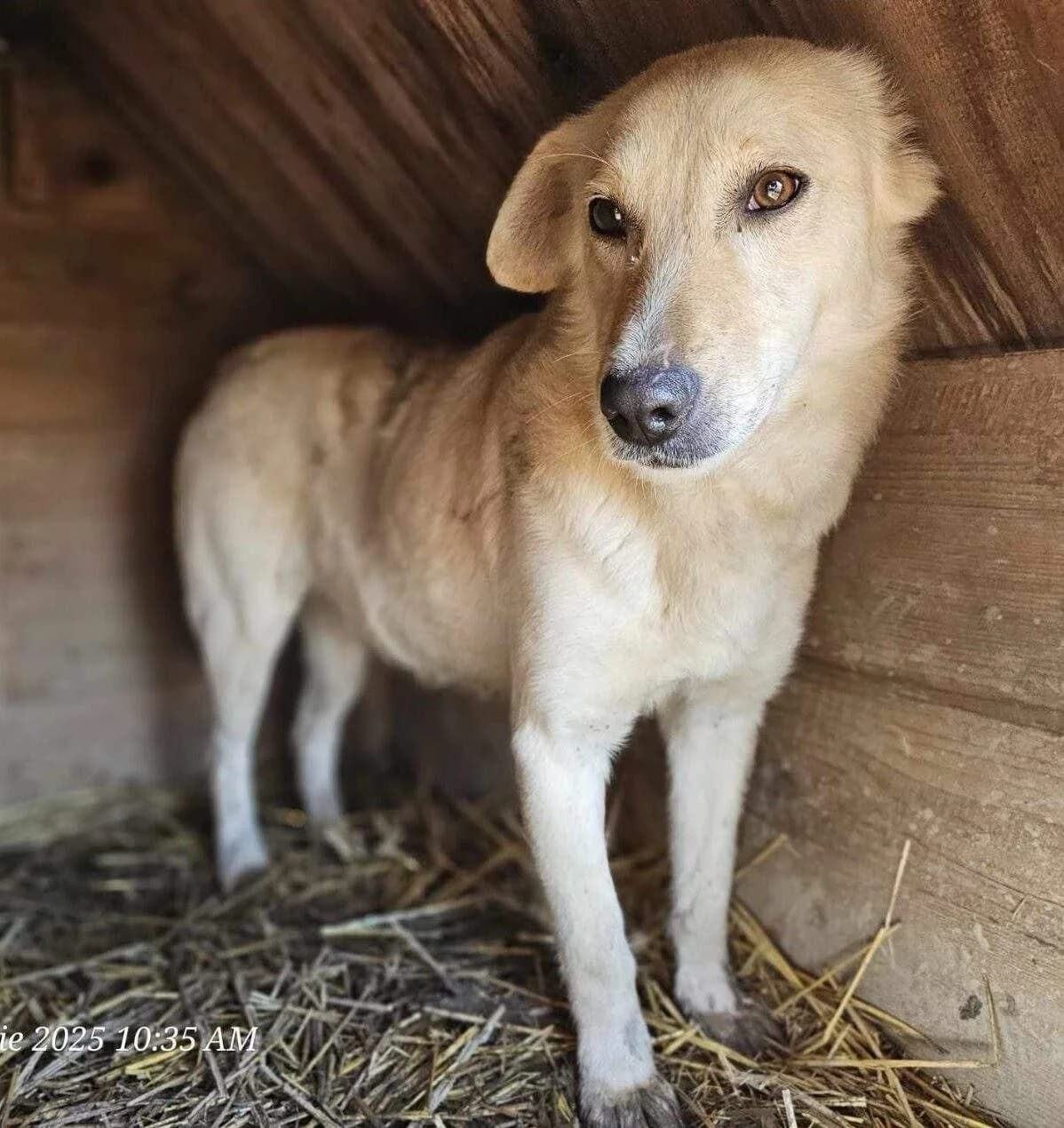 Selio, male 4yo Mixed Breed for adoption at Refuge d
