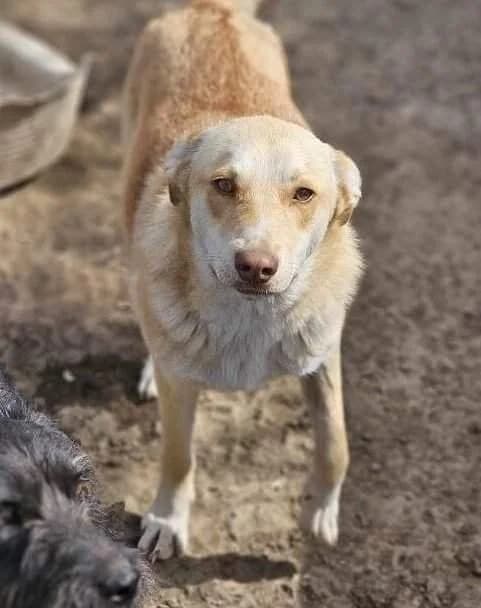 Shanel, female 3yo Mixed Breed for adoption at Refuge d