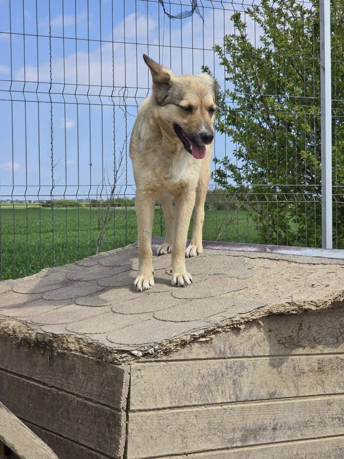 Tenessy, female Mixed Breed for adoption at Refuge d