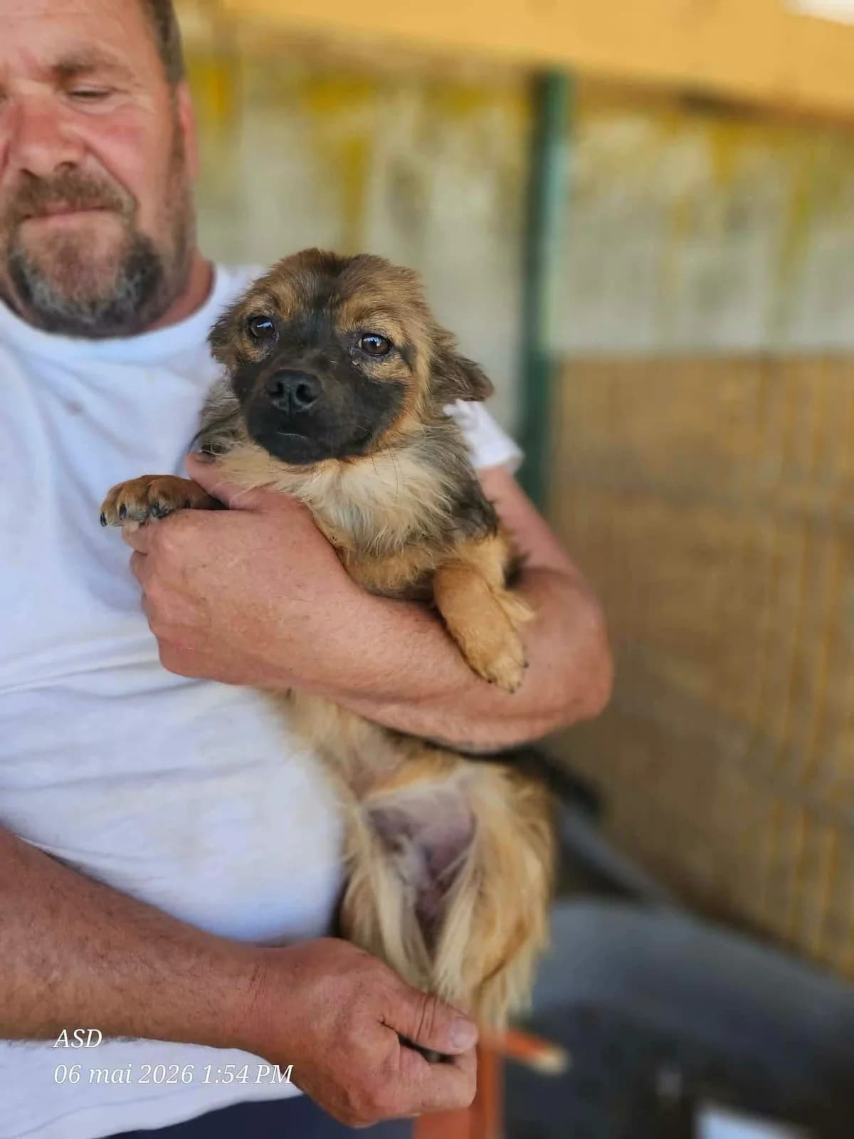 Tini, male young Mixed Breed for adoption at Refuge d