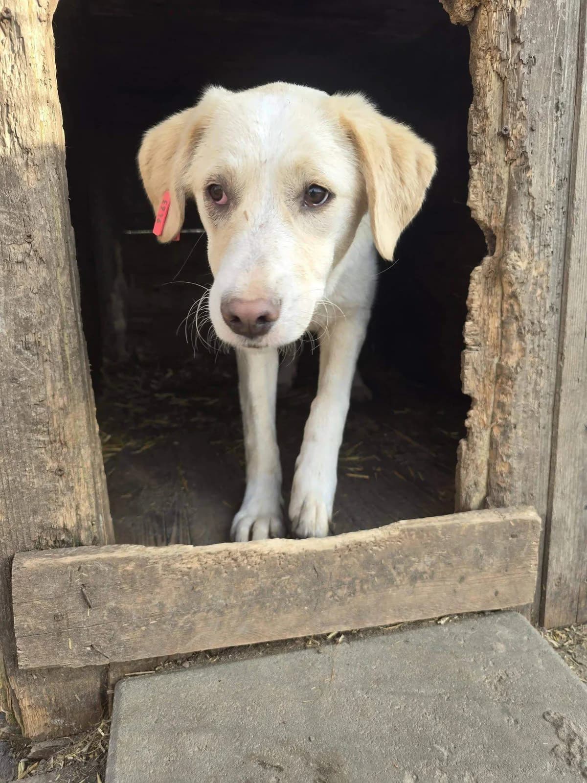 Toffee, female 3yo Mixed Breed for adoption at Refuge d