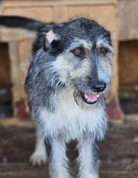Tweety, female young Mixed Breed for adoption at Refuge d