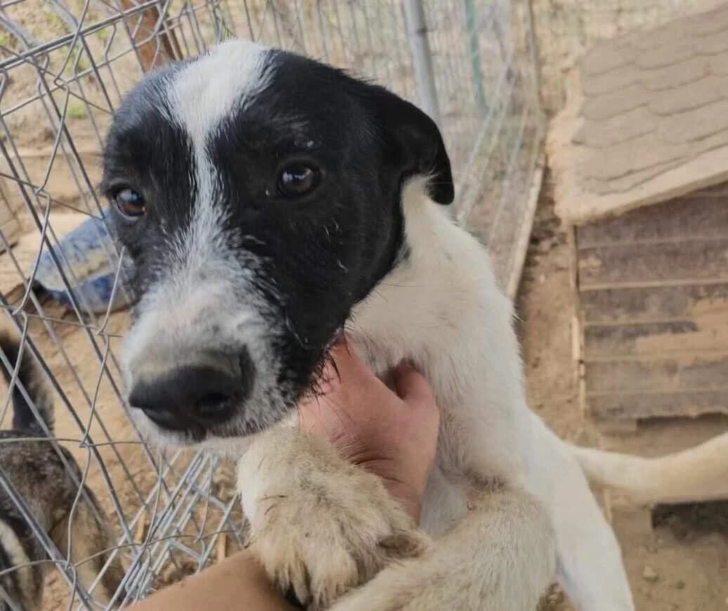 Twister, male young Mixed Breed for adoption at Refuge d