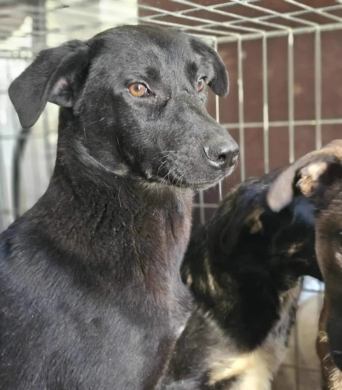 Utopia, female young Mixed Breed for adoption at Refuge d