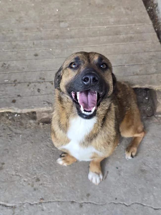 Viggo, male puppy Mixed Breed for adoption at Refuge d