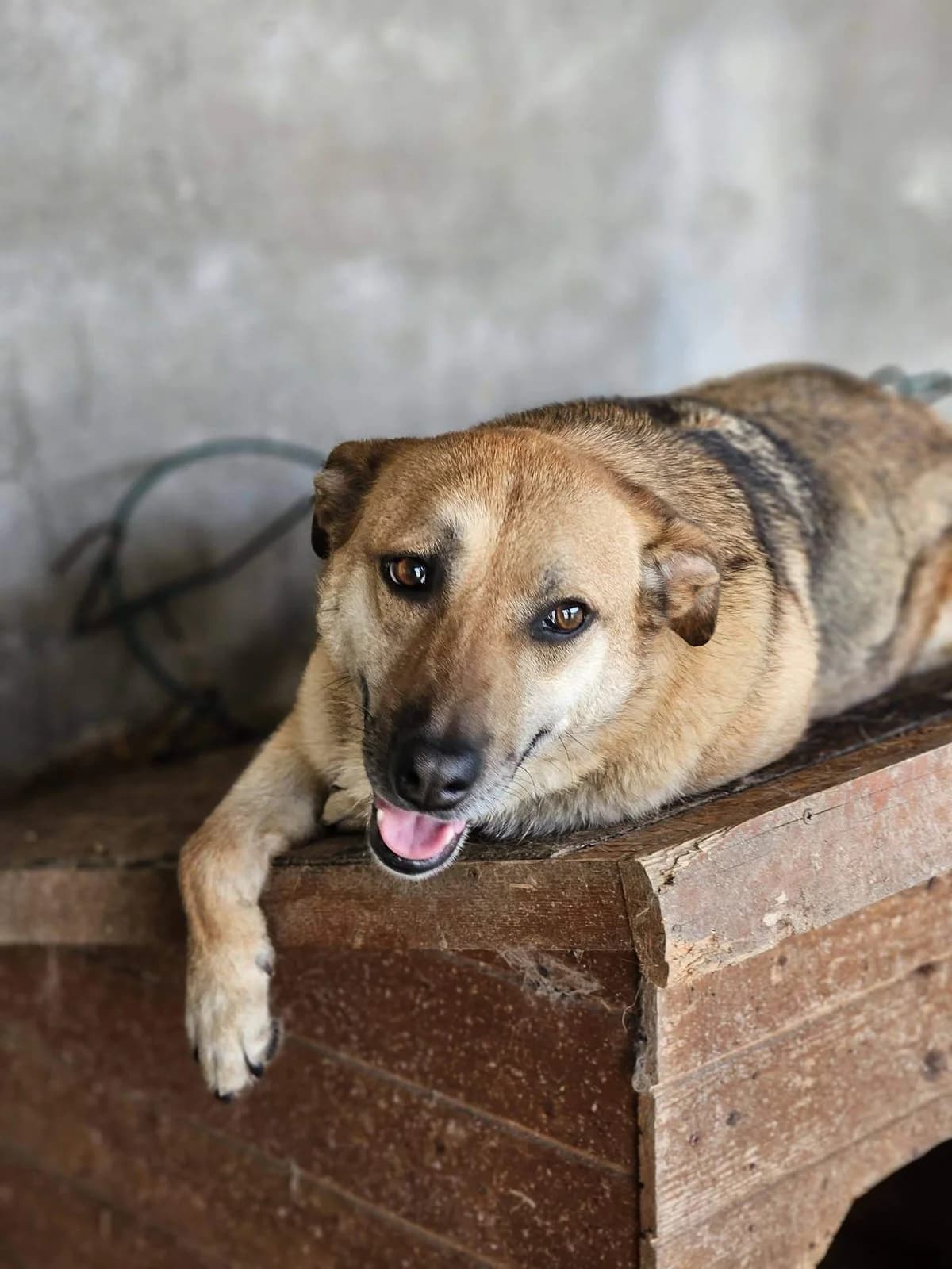 Viky, female 4yo Mixed Breed for adoption at Refuge d