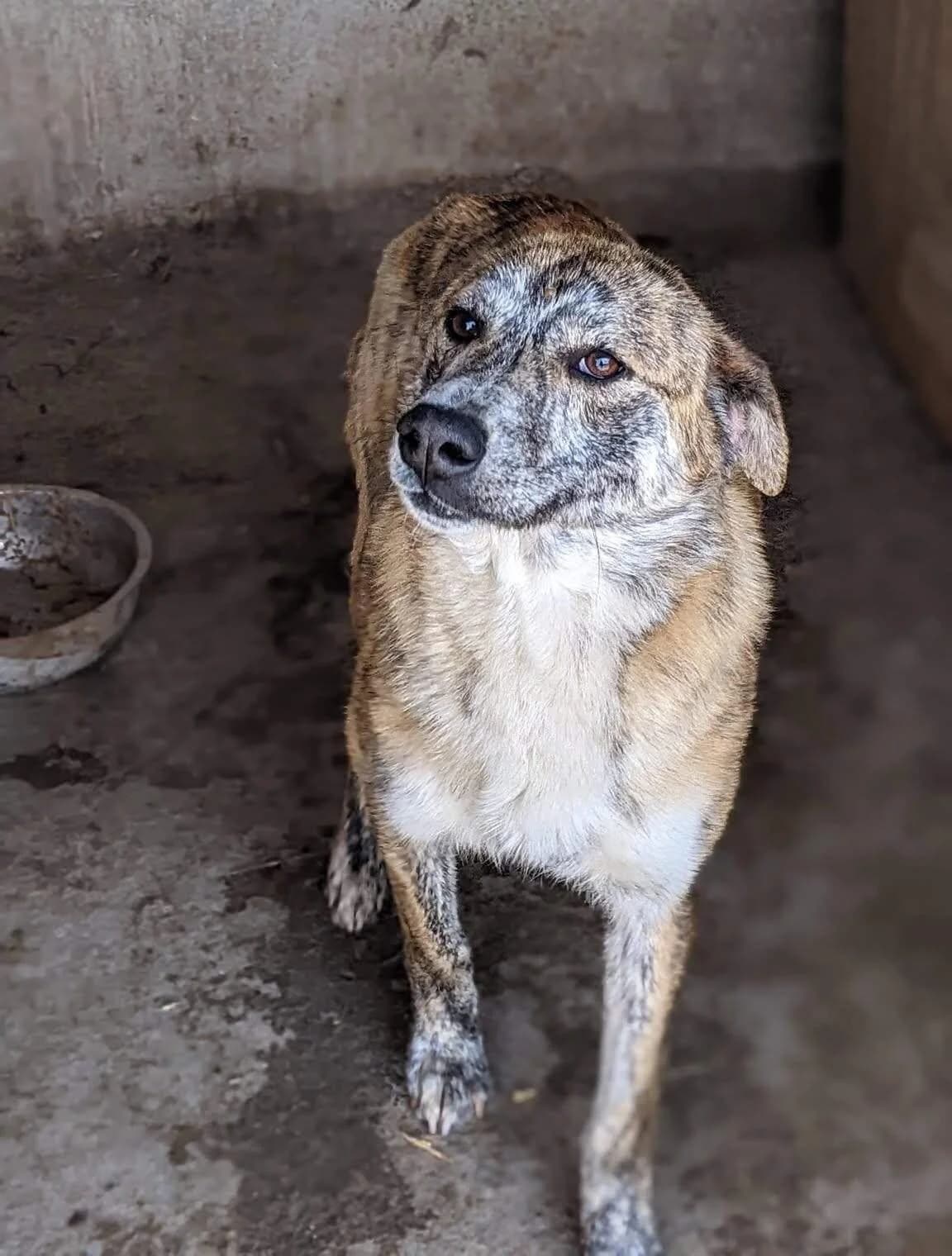Vongo, male 4yo Mixed Breed for adoption at Refuge d