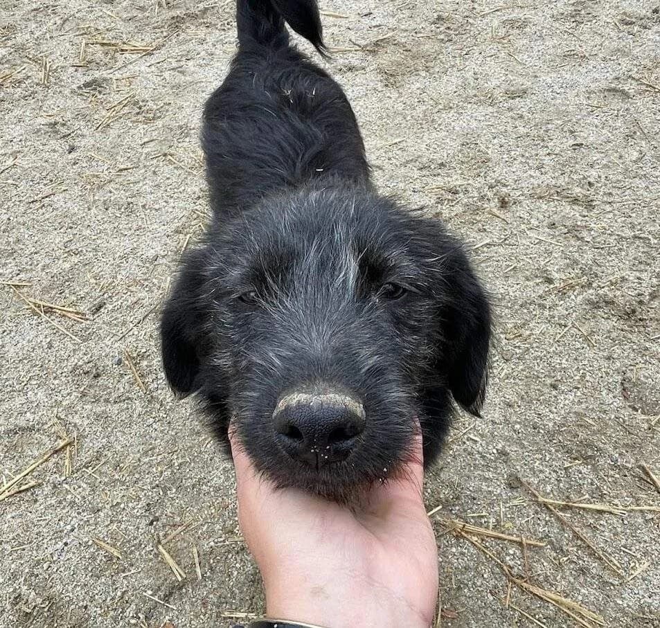 Wally, male young Mixed Breed for adoption at Refuge d