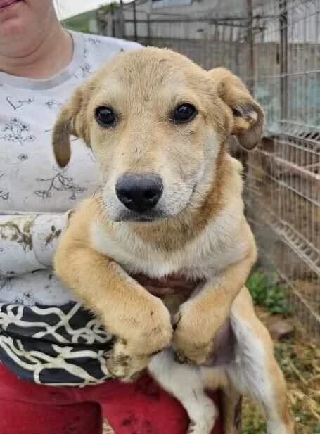 Wolly, male young Mixed Breed for adoption at Refuge d