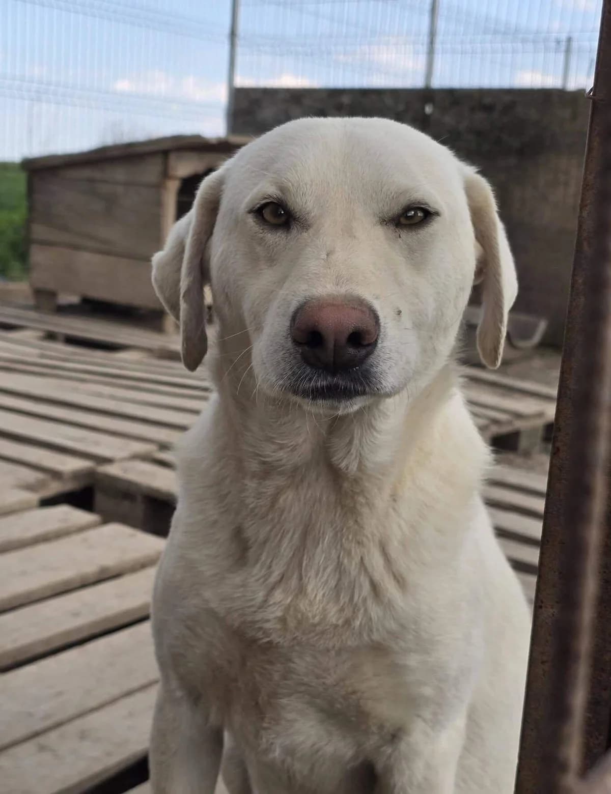 Zizou, male young Mixed Breed for adoption at Refuge d