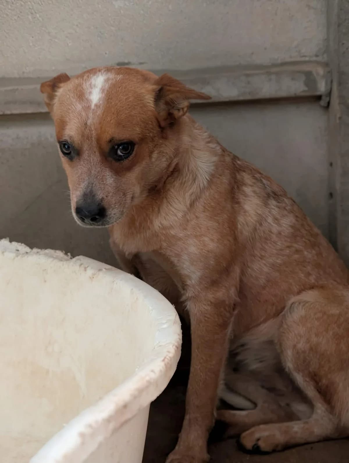 AGATHE, female young mixed breed for adoption at Refuge Angoumois, Angoulême