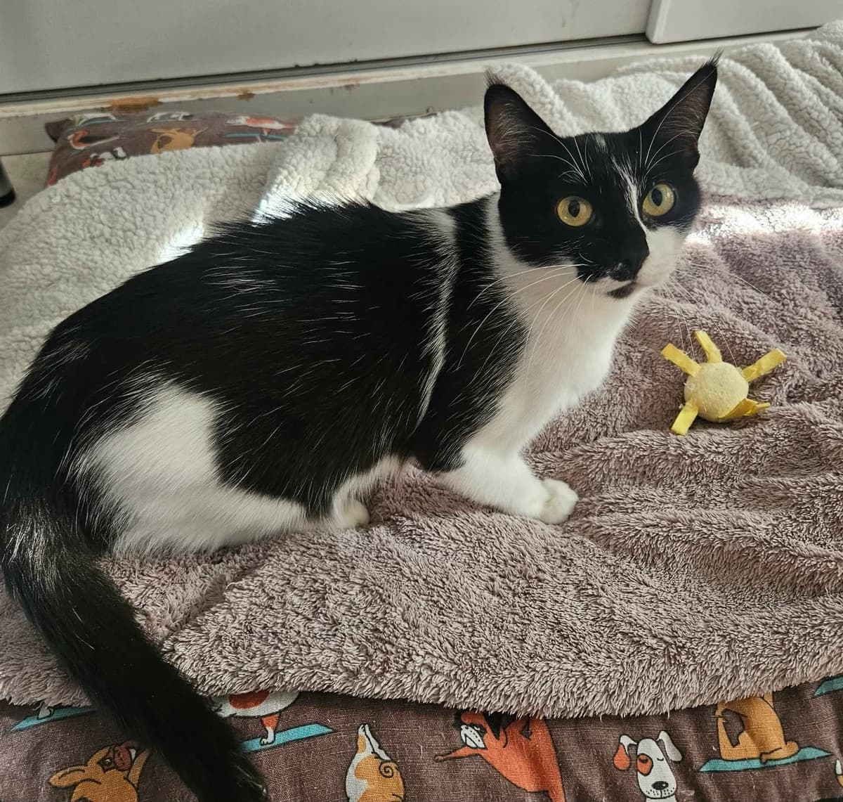 ALBERTINE, female 3yo European Shorthair for adoption at Refuge Angoumois, Angoulême